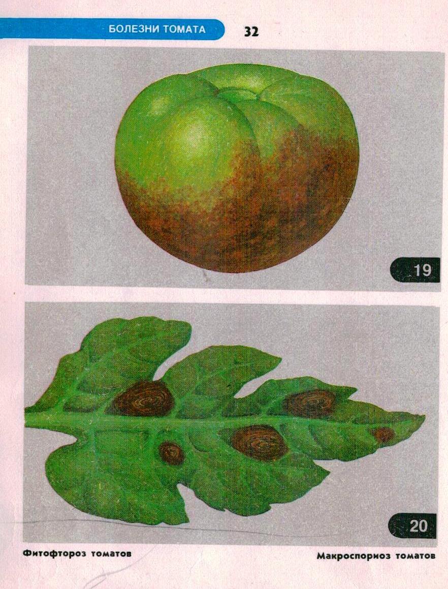 Болезни помидор по листьям описание с фотографиями