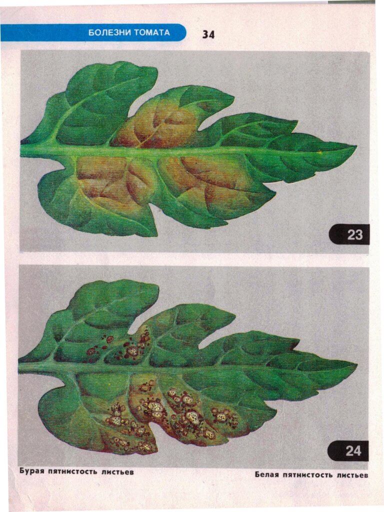 Болезни томатов в открытом грунте описание с фотографиями и способы лечения скручивание листьев